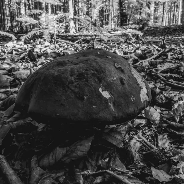 Ormandaki bir ağacın siyah beyaz fotoğrafı.