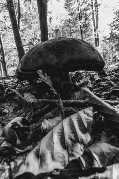 Ormanda mantar, bitki örtüsü ve doğa