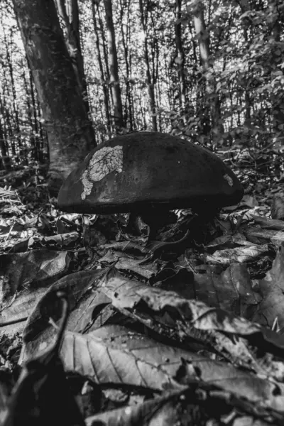 Ormandaki mantarlar, kapatın.