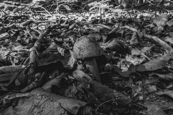 Ormanda yerde mantarlar