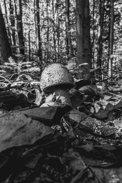 Ormanda mantar, yakın - yakın -