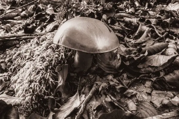 Ormandaki bir mantarın yakın plan çekimi.