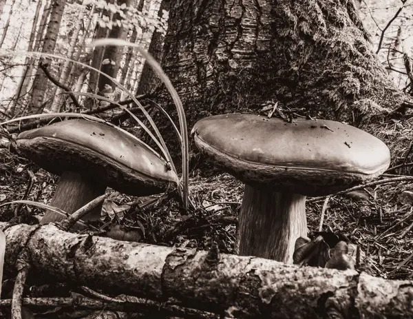 Sonbahar Ormanında Mantarlar