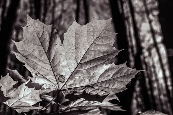 siyah ve beyaz yaprak dokusu arkaplanı