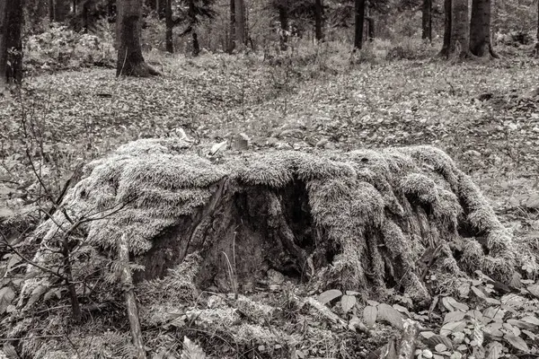 Siyah beyaz bir ağaç.