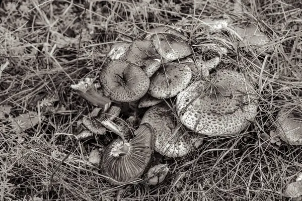 Yeşil yosun arkaplanındaki mantarlar