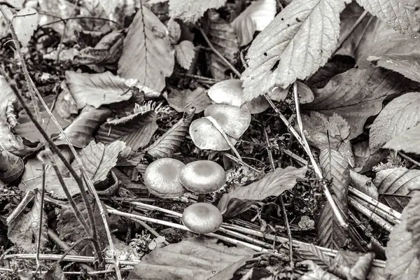 Sonbahar Ormanında Mantarlar