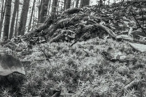 Ormanın güzel manzarası