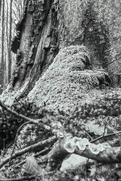 Ormanın gövdesindeki ağaç kökleri