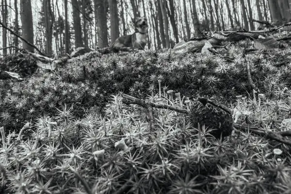 Dağlardaki çam ormanı