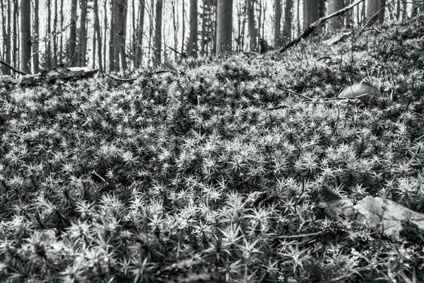 bir ağacın siyah beyaz fotoğrafı