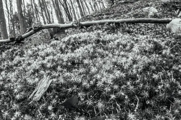 Ormandaki bir çam ağacının siyah beyaz fotoğrafı.