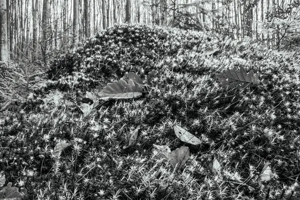 Doğanın güzel manzarası