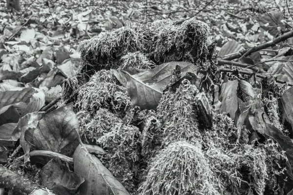 Kurumuş siyah ve beyaz arka planda kuru yapraklar. sonbahar doğa arkaplanı