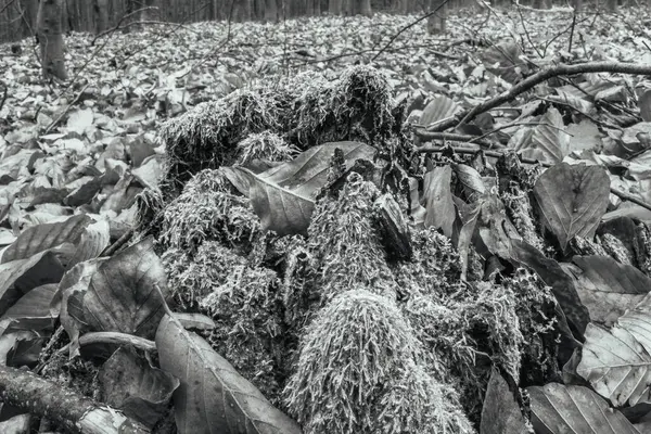 Ormandaki ölü bir ağacın siyah beyaz fotoğrafı.