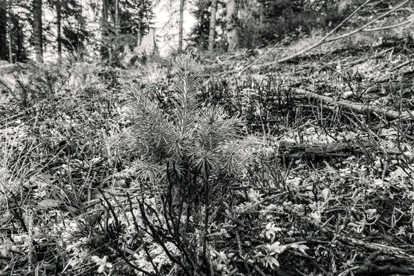 Ormandaki çam ağacı, siyah ve beyaz