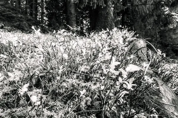 ormanda siyah beyaz çiçekler