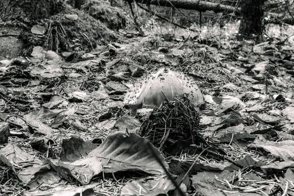 Ormanın güzel manzarası