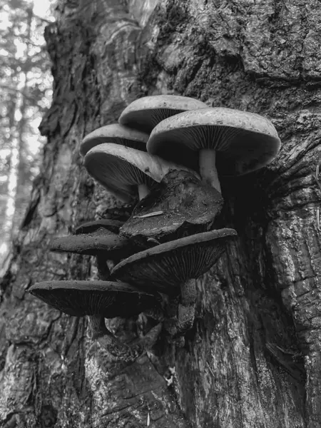 Sonbahar ormanındaki mantarlar