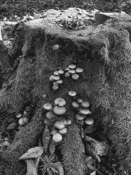 Ağaçta yetişen mantarlar