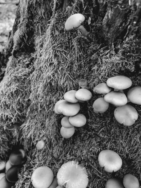 Ormandaki mantarlar kapanıyor.