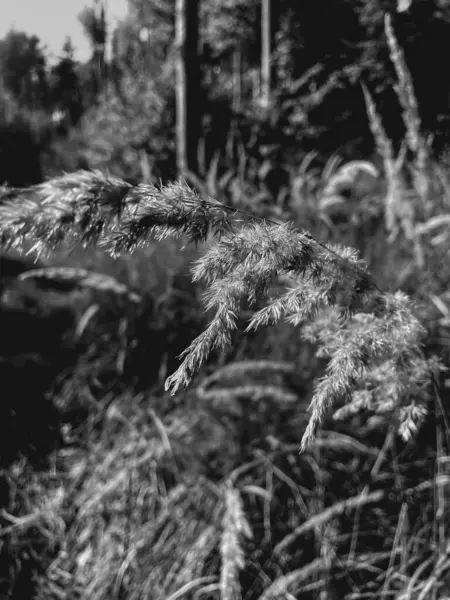 Güzel botanik fotoğrafı, doğal duvar kağıdı.