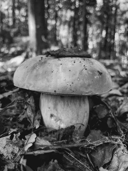 Ormandaki mantarlar kapanıyor. beyaz mantar