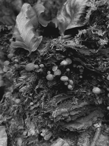 Ormandaki mantarları kapatın.