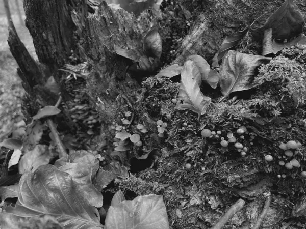 Ağaç gövdesinin yosunla kaplı dikey görüntüsü.