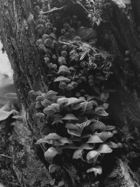 Beyaz yosunlu bir ağaç gövdesinin yakın plan fotoğrafı.