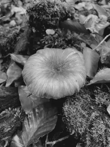 Ormandaki siyah beyaz bir mantarın yakın çekimi.