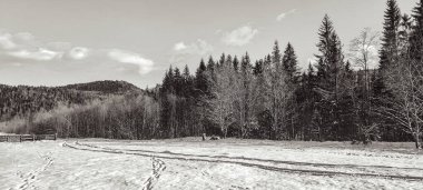 Ormanın ortasındaki bir yolun gri tonlu görüntüsü.