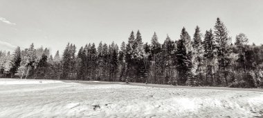 Karla kaplı ağaçlarla kaplı kış manzarası