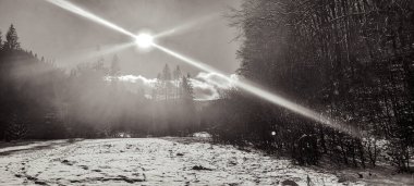 Kış ormanı ve ağaçlar