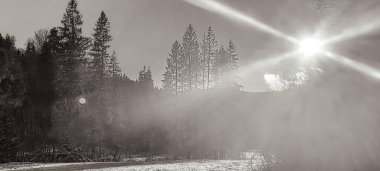Bir kış boyunca ormanın ortasında güzel, beyaz, karlı bir ağacın alçak açılı görüntüsü.