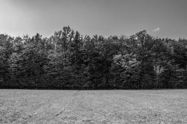 Kırsaldaki bir ormanın dikey görüntüsü.