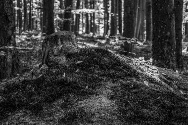 Ormandaki bir ormanın siyah beyaz fotoğrafı