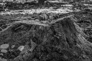 Ormanda ağaç kütüğü