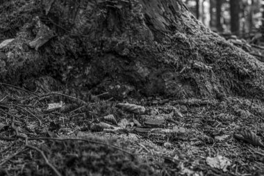 Ormandaki ağacın siyah beyaz fotoğrafı, yakın plan -