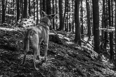Dağ yolunda siyah beyaz bir köpek