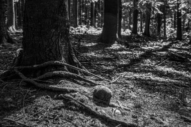 Ormandaki genç bir ağacın siyah beyaz fotoğrafı.