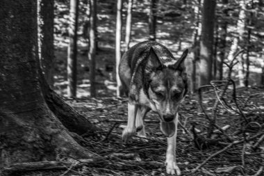 bir köpeğin siyah beyaz fotoğrafı.