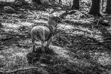 Parktaki bir köpeğin dikey görüntüsü.