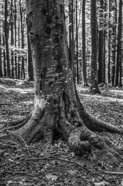 Güzel bir ağaç ormanı. sonbahar.