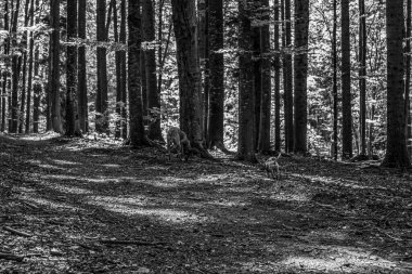 Ormandaki ağaçların siyah ve beyaz görüntüsü