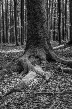 Ormandaki bir ağacın siyah beyaz görüntüsü