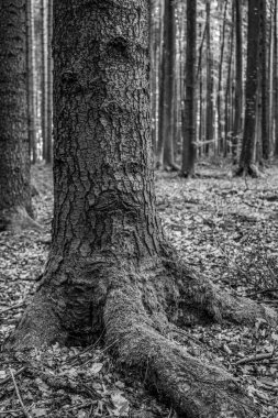 Karanlık bir ormanda yaşlı bir ağaç gövdesinin dikey görüntüsü.