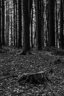 Ormanda terk edilmiş eski bir bina.