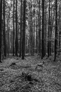 Parkta güzel bir sonbahar