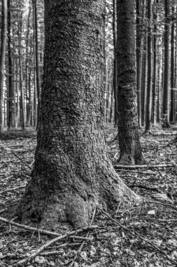 Ormandaki yaşlı meşe ağacı